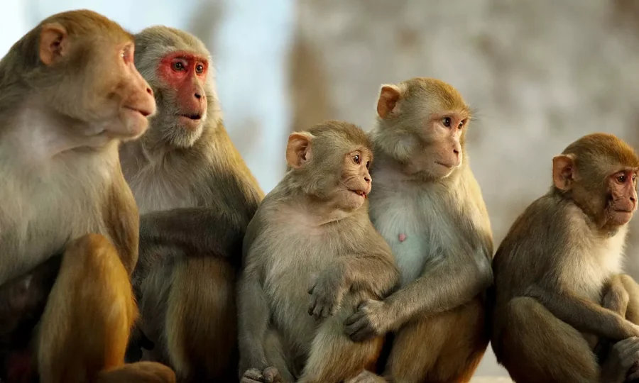 4827520-monkey.webp