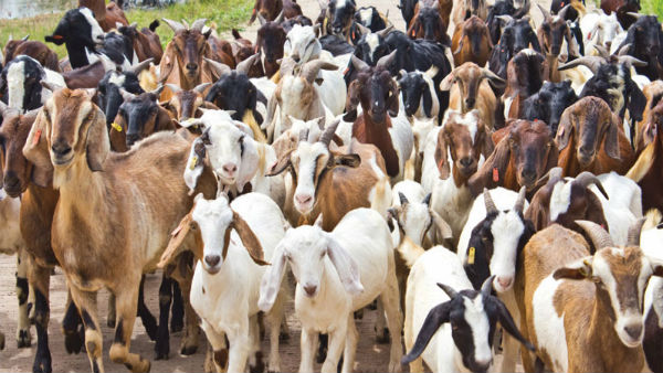 commercial-goat-farming2-1594633305.jpg