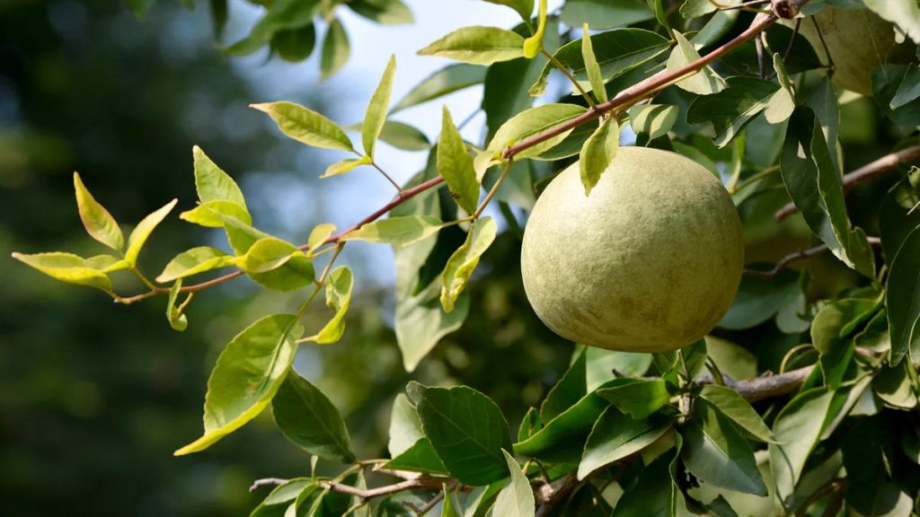 The current image has no alternative text. The file name is: medicinal-properties-of-vilvam-fruit-in-tamil-Main.jpg