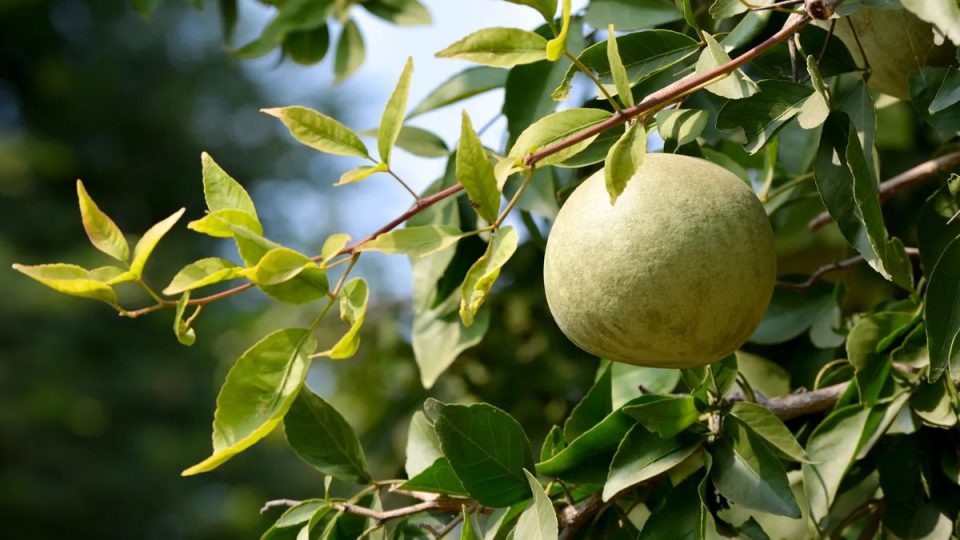 medicinal-properties-of-vilvam-fruit-in-tamil-Main.jpg