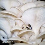 The current image has no alternative text. The file name is: oyster_mushroom.jpg