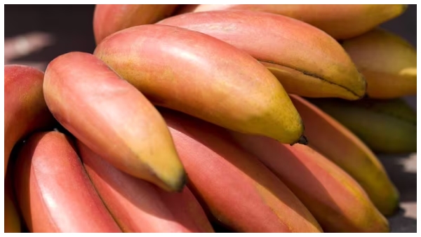 benefits-of-eating-red-banana-sevvazhai2-1724785019.jpg